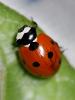 Coccinella septempunctata